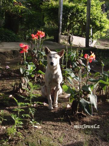 man’s best friend