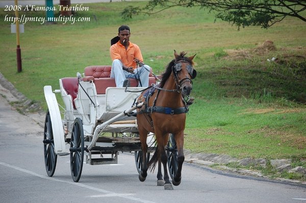 The horse carriage race?!