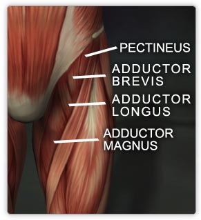 The adductors (inner thigh) are made of the adductor brevis(brevis is Latin for short), adductor longus(longus is Latin for long) and adductor magnus(Latin for large!) .The adductors all originate on the pubis and insert on the medial, posterior surface of the femur(tulang paha). (there some anat. knowledge for ya)