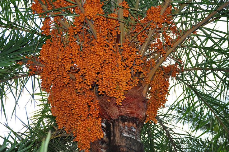 A date palm loaded with dates !! Photo from http://commons.wikimedia.org/