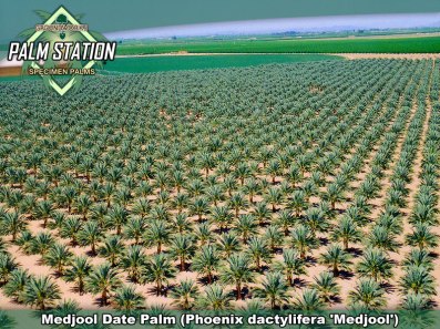 A medjool date palm in United States. Florida, Nevada and California are known to cultivate date palms. Groundworks for example specializes in Canary Island date palm, Medjool date palm and Zahidi date palm.